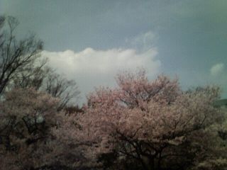 桜満開
