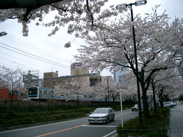 桜