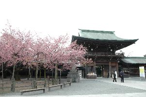 寒緋桜