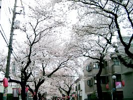 桜祭り