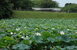 福岡城址