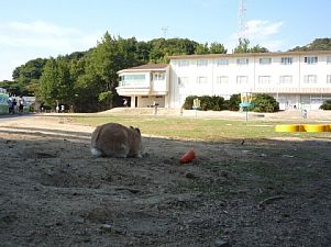 大久野島