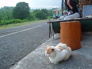 しま太郎