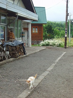 しま太郎