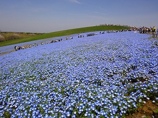 画像の説明