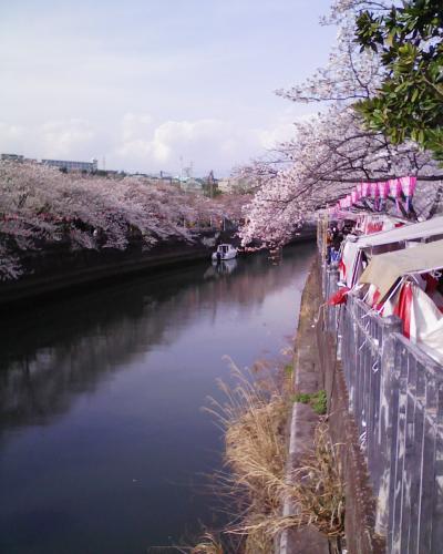 川沿いずーっと続く桜並木